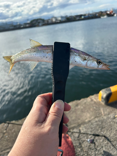 カマスの釣果