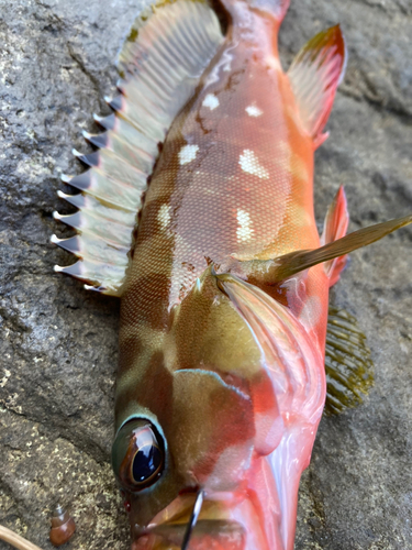 アカハタの釣果