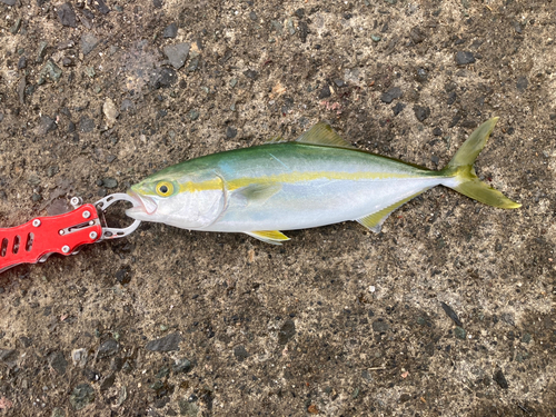 ツバスの釣果