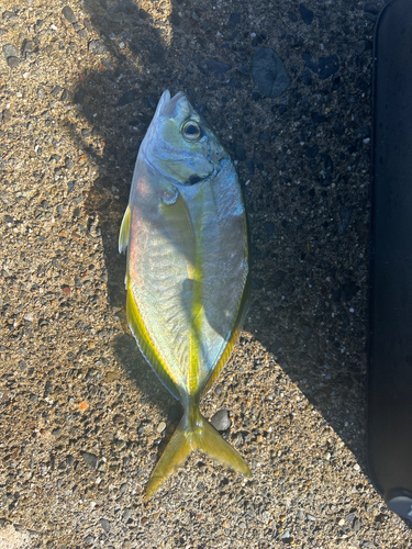 シマアジの釣果