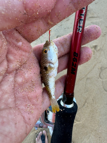 キスの釣果