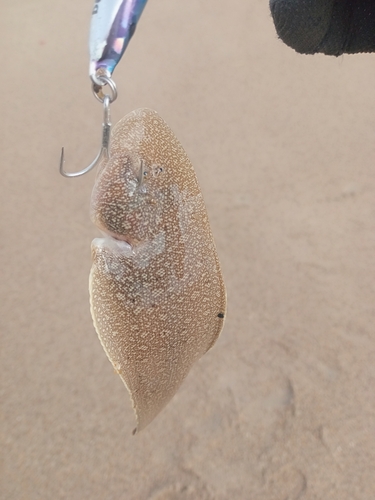 シタビラメの釣果