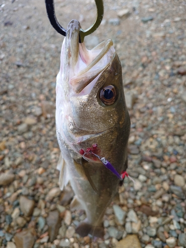 スズキの釣果