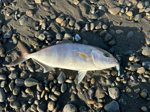 ショゴの釣果