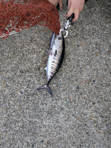 クロマグロの釣果