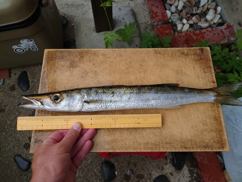 オニカマスの釣果