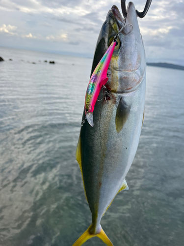 ヤズの釣果