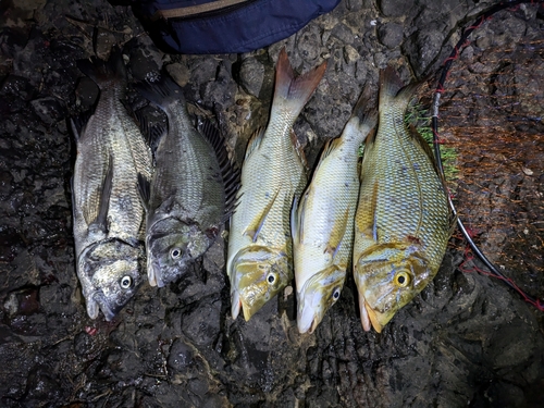 タマンの釣果