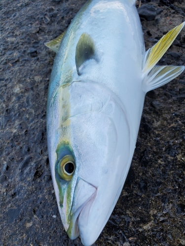 イナダの釣果