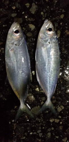 メアジの釣果