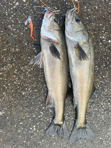 スズキの釣果