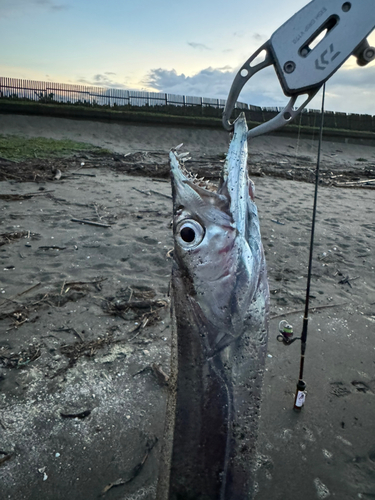 タツノオトシゴの釣果