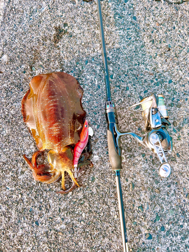 アオリイカの釣果