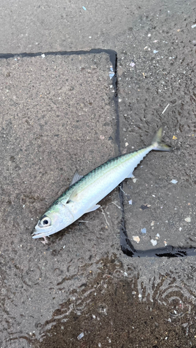 サバの釣果