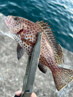 オオモンハタの釣果