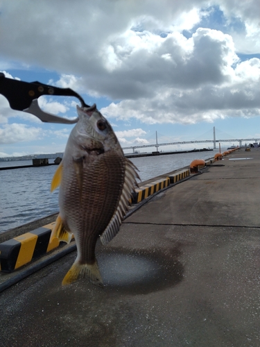 キビレの釣果