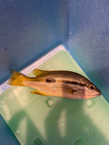 ヨコスジフエダイの釣果