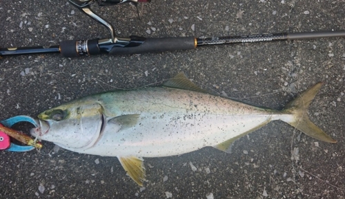 ハマチの釣果