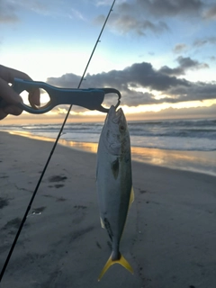 ショゴの釣果