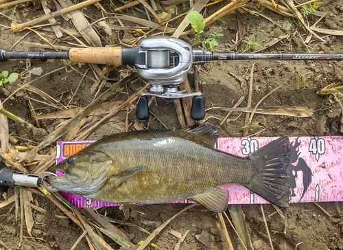 スモールマウスバスの釣果