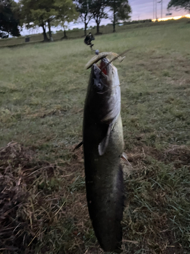 ナマズの釣果