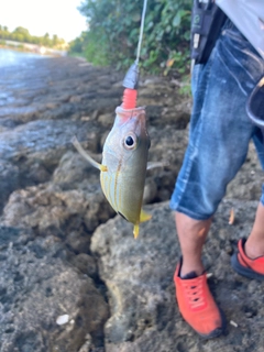 ヤマトビーの釣果