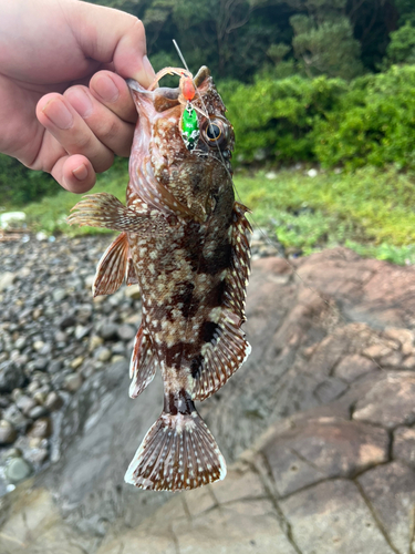 アラカブの釣果