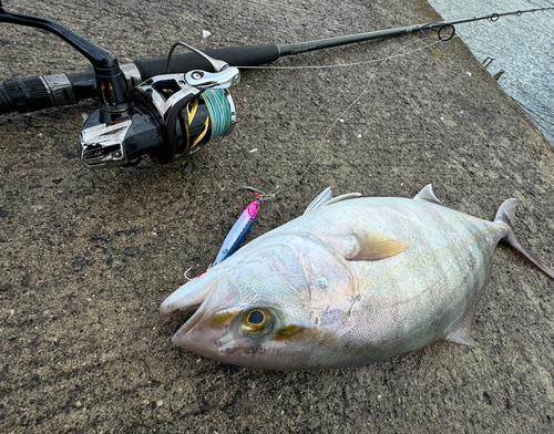 ネリゴの釣果