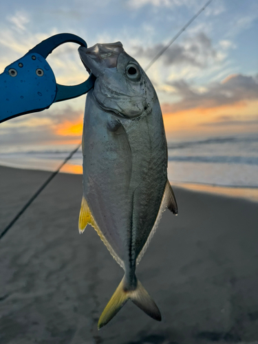 メッキの釣果