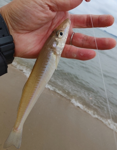 キスの釣果