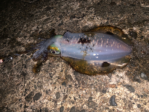 アオリイカの釣果