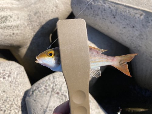 ヨコスジフエダイの釣果