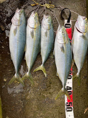 イナダの釣果