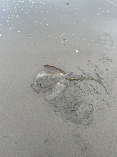 エイの釣果