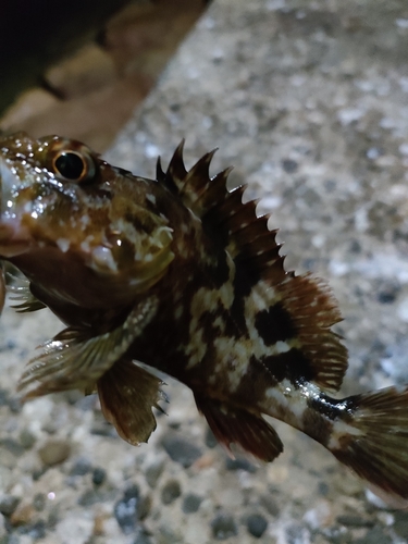 ガシラの釣果