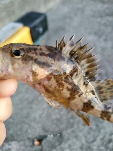 メバルの釣果