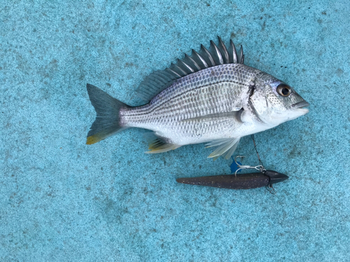 キビレの釣果