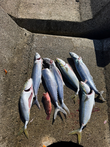 ツバスの釣果