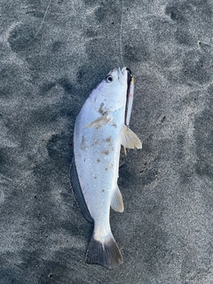 ニベの釣果