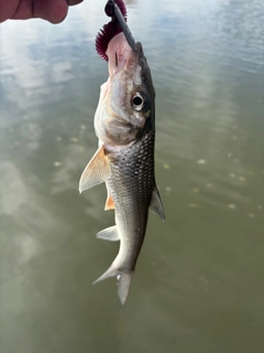 ニゴイの釣果