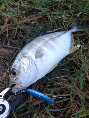 メッキの釣果