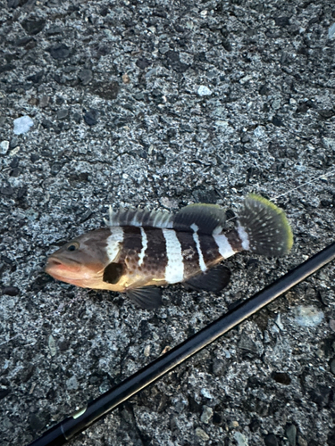 アオハタの釣果