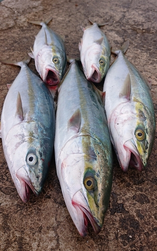 イナダの釣果