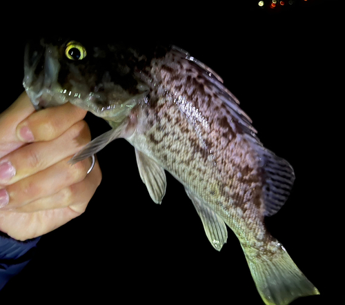 クロソイの釣果