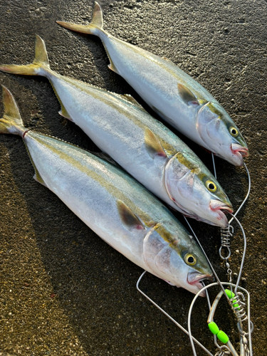 ツバスの釣果