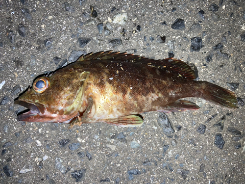 サゴシの釣果