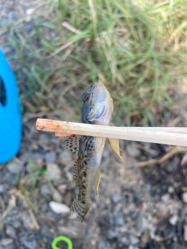 マハゼの釣果