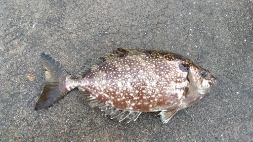 アイゴの釣果