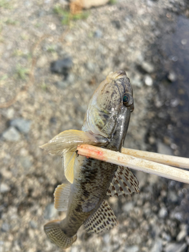 マハゼの釣果