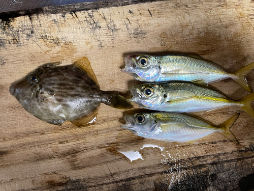 アジの釣果